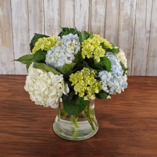 Hydrangea Harmony