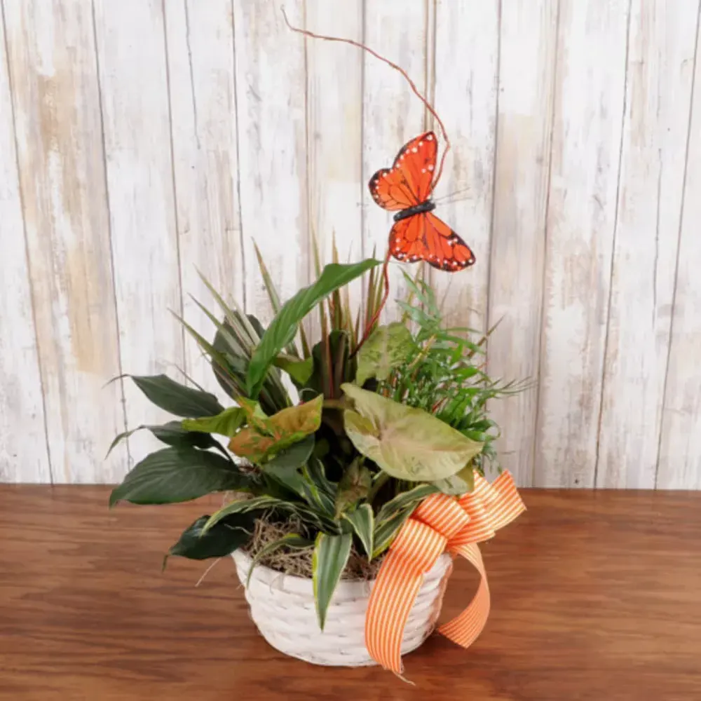 Butterfly Dish Garden