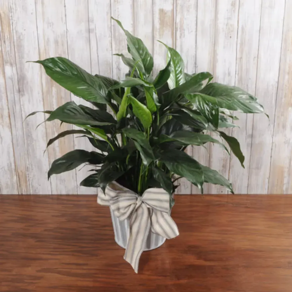 Peace Lily Tin - Small