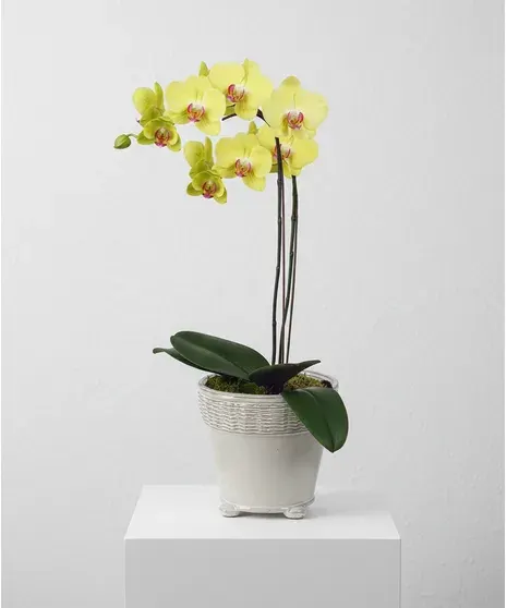 Colorful Orchid Plant Colors May Vary