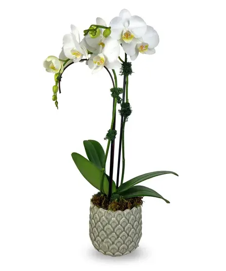 Petite Orchid