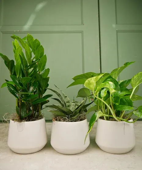 Trendy Plant Trio