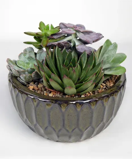 Succulent Garden