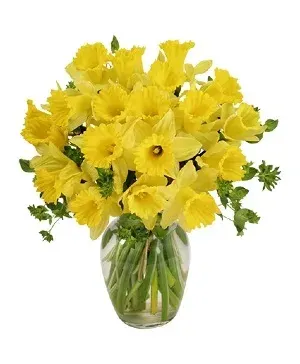 Dancing Daffodils in Season