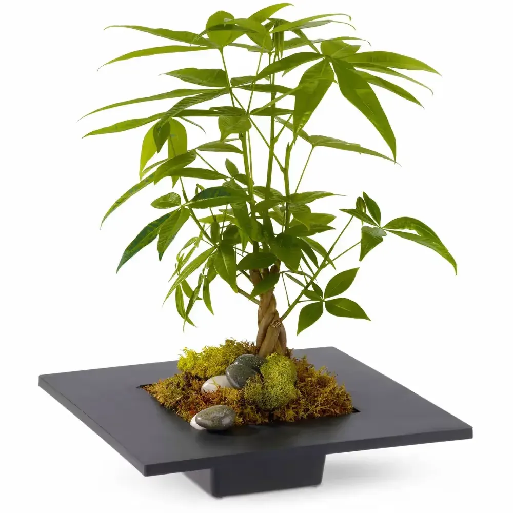 Money Tree