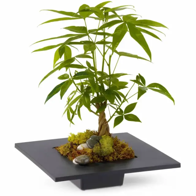 Money Tree