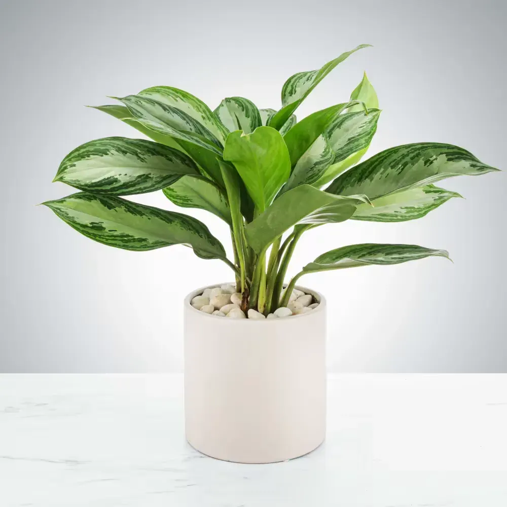 Chinese Evergreen Plant