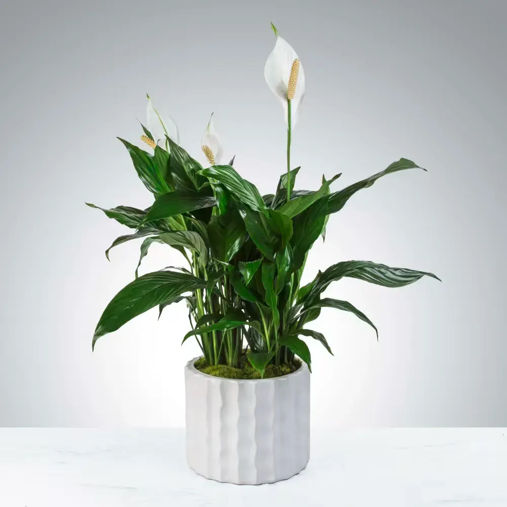 Modern Spathiphyllum Plant