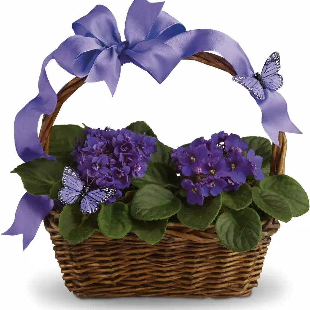 Violets And Butterflies