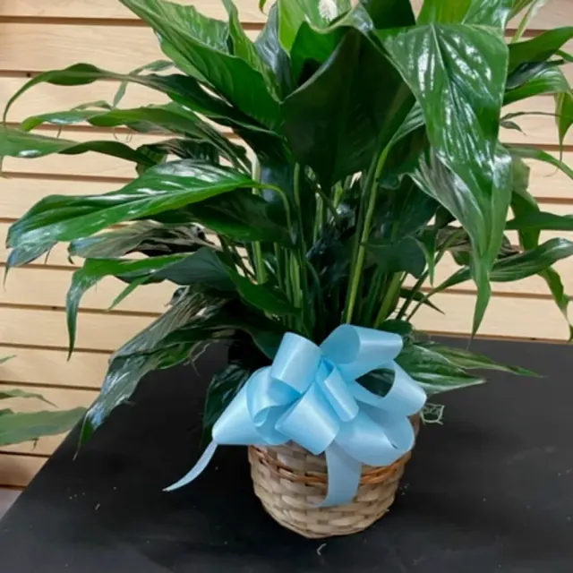 6-Inch Peace Lily