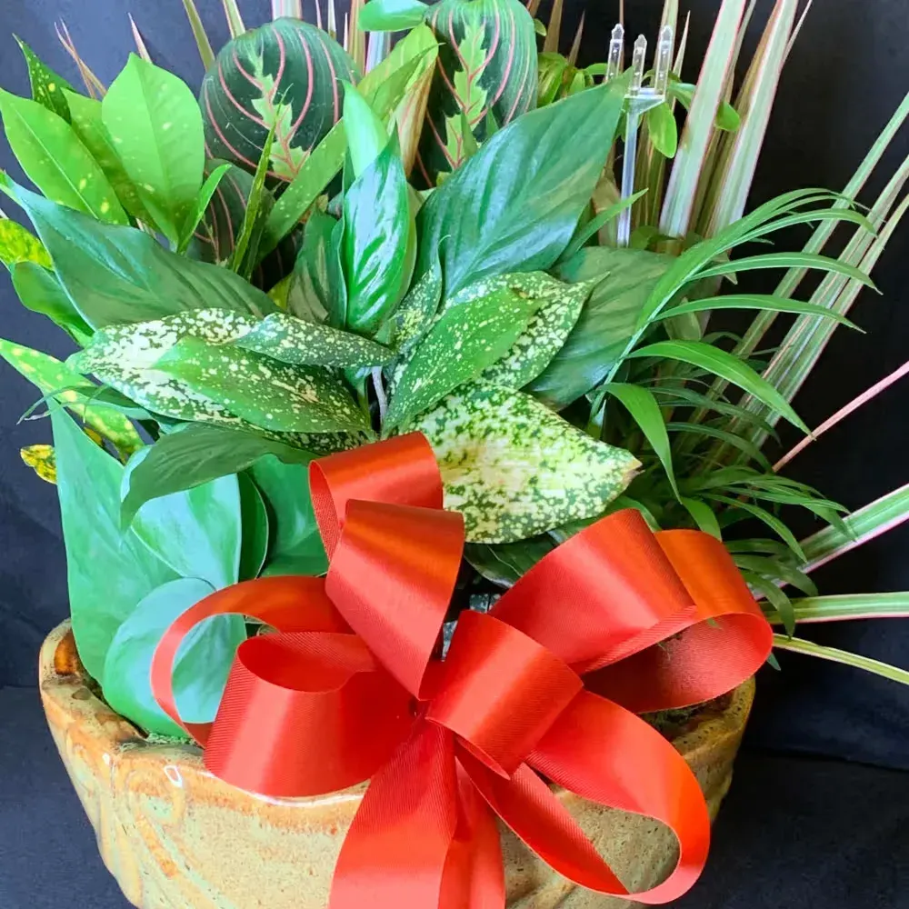 5" Potted Dish Garden accented with a orange bow