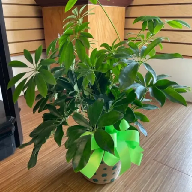 Schefflera Plant