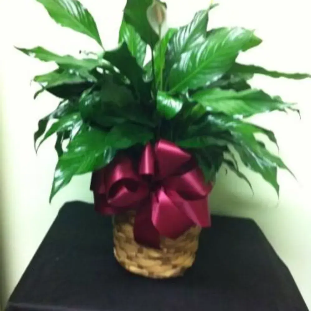 8" Peace Lily