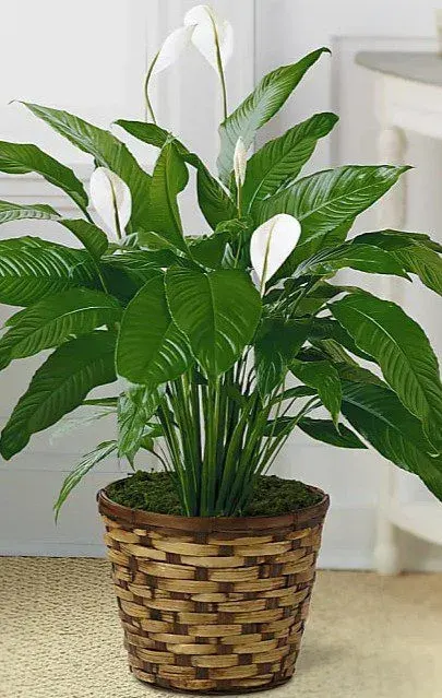 Peace Lily