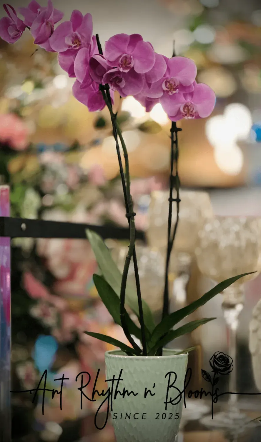 Orchid Plant