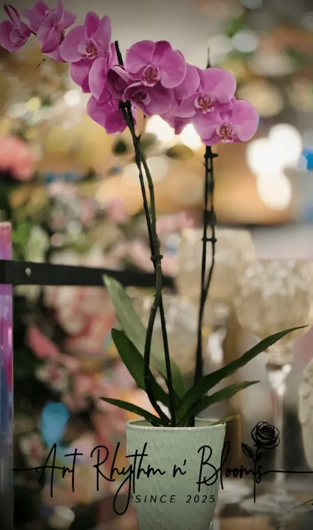 Orchid Plant