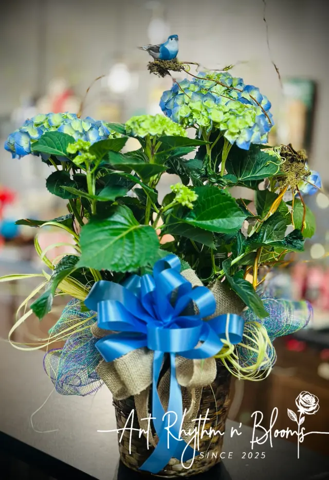 Hydrangea Plant