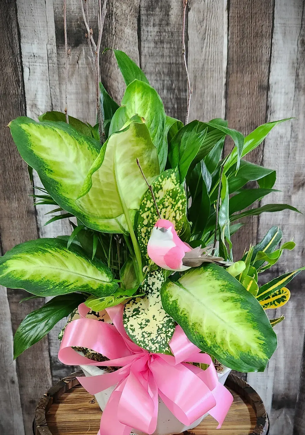 Songbird Dish Garden