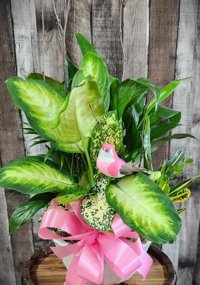 Songbird Dish Garden