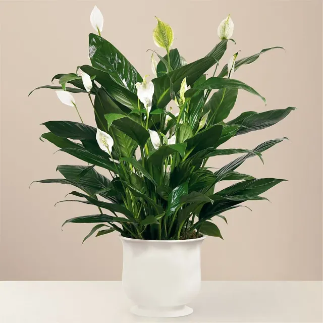 Comfort Planter