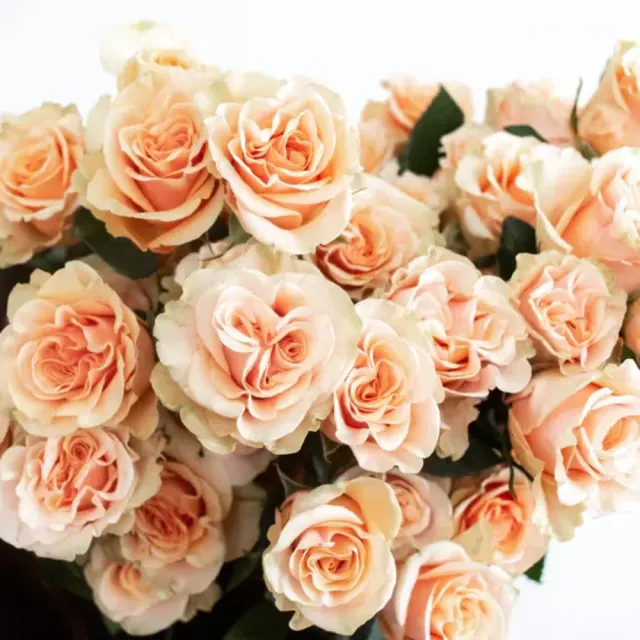 Dozen Peach Roses Wrapped