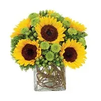 Sunflower Surprise