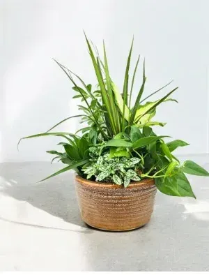 Ceramic Dish Garden