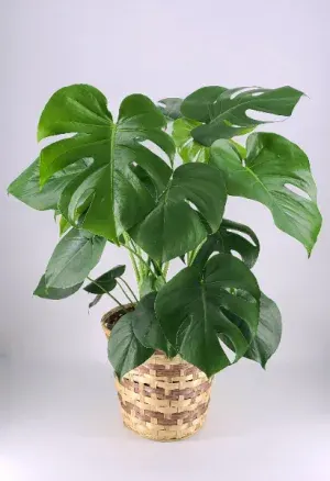 Monstera Plant