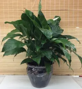 Peace Lily in Ceramic Planter