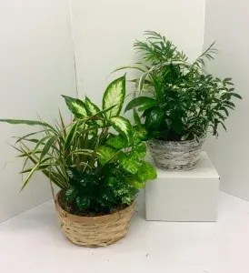 8“Or 10” Basket Dish Garden