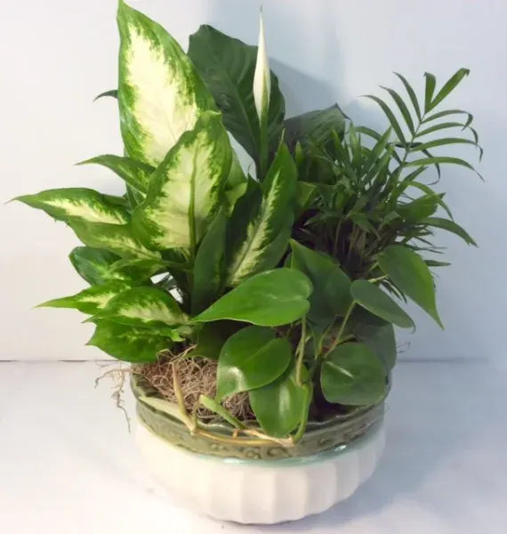 Ceramic Garden of Greens