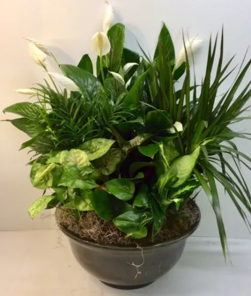 Glorious Green Plants