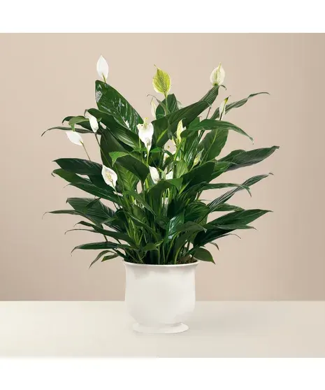 A Peace Lily Planter
