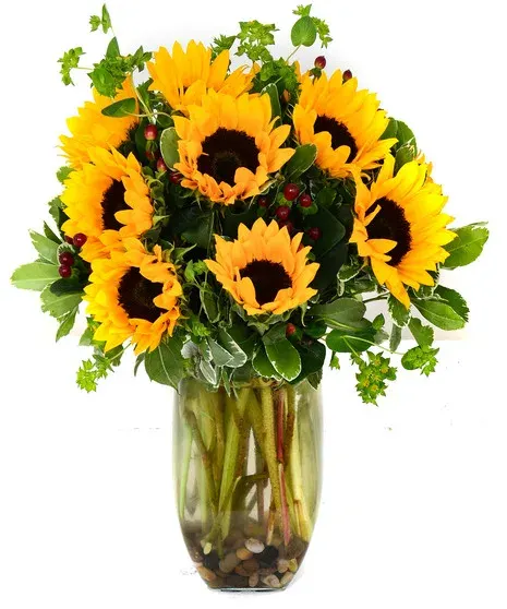 Sunflower Simplicity