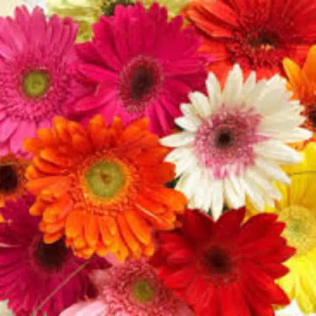 Assorted Color Gerbera Daisy Presentation Bouquet