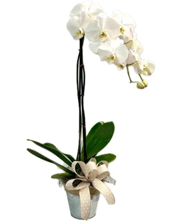 Blooming Orchid