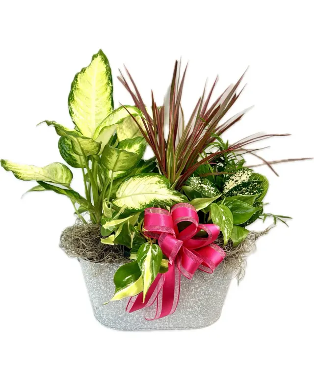 Garden Party Greens