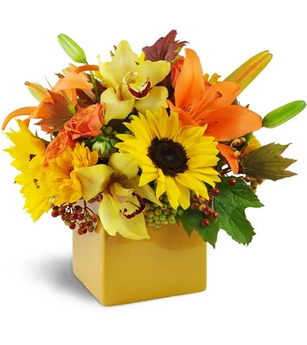 Sunshine Surprise
