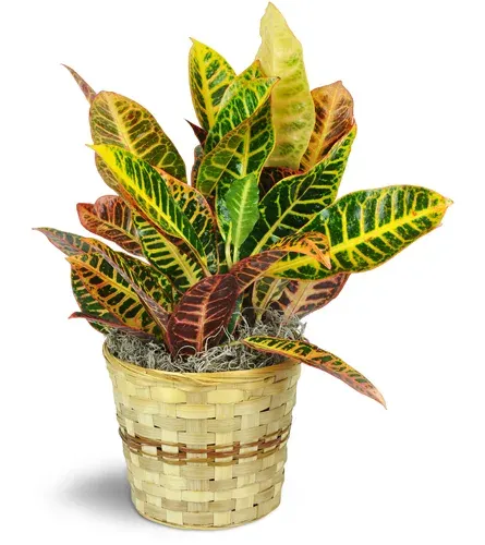 Croton Plant