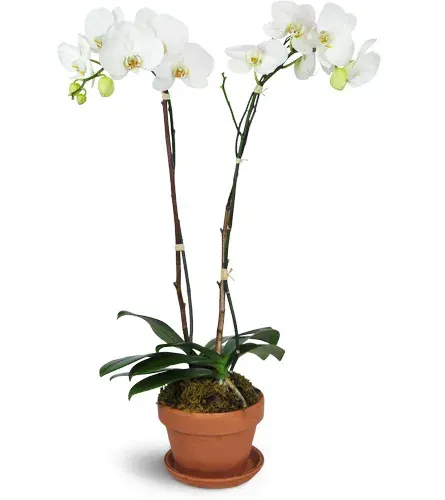 Magnificent Orchids