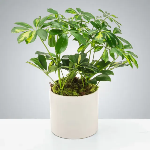 Umbrella Plant