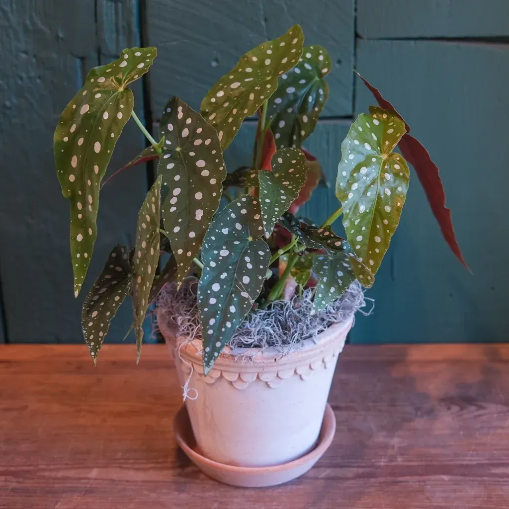Begonia maculata - Angel Wing