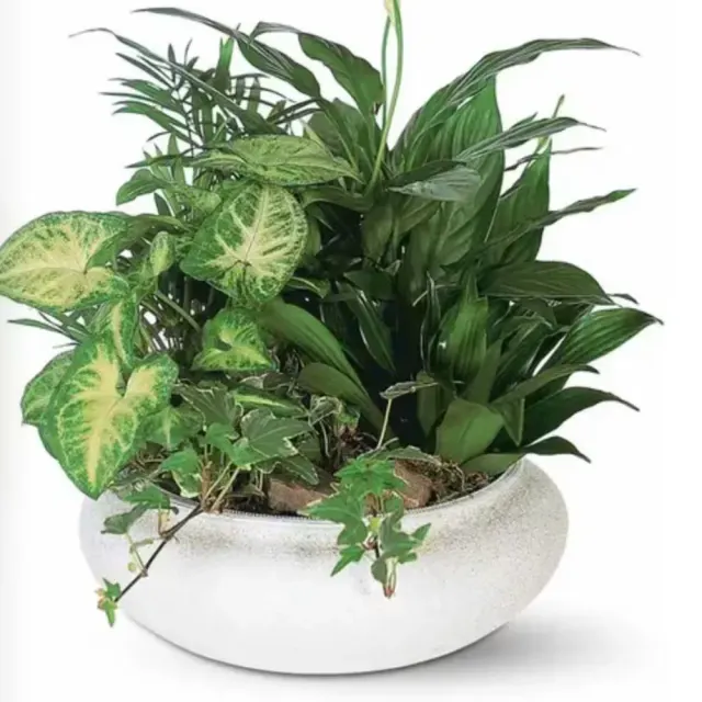 Small green planter