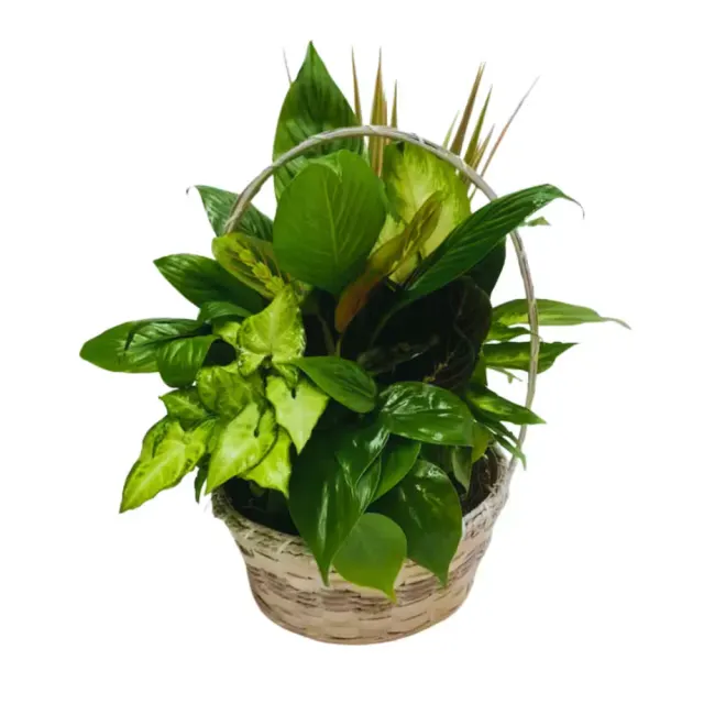 Small Dish Garden (Styles Vary)