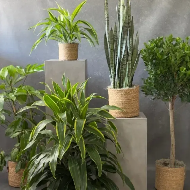 Beautiful Plants