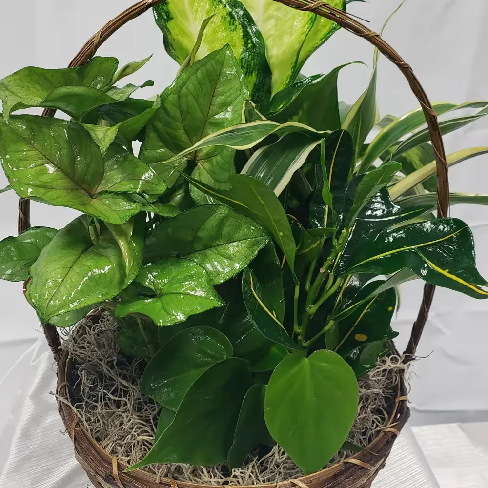 Dish Garden in Wicker Basket
