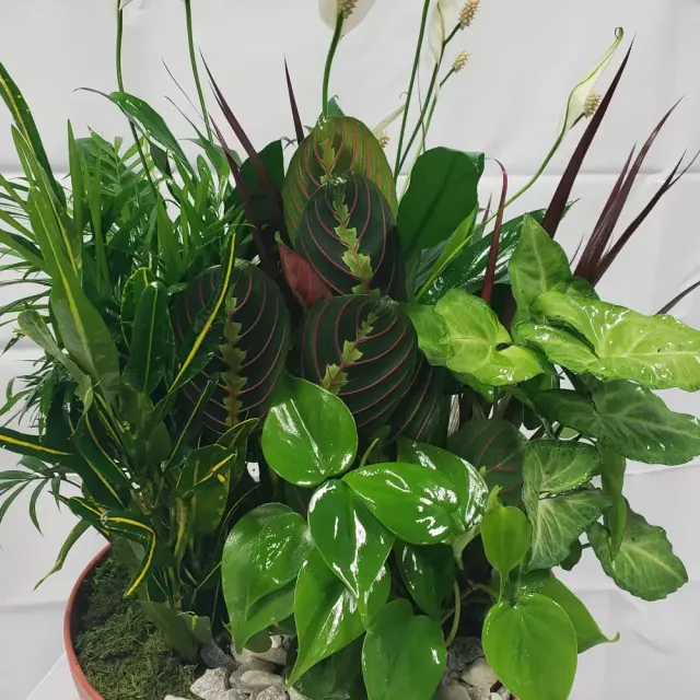 Dish Garden in Terra Cotta Bowl