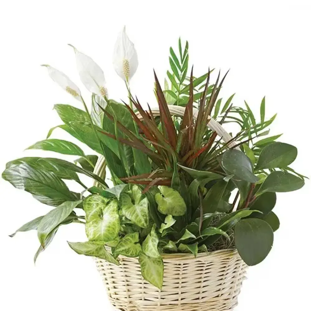 Traditional Dish Garden