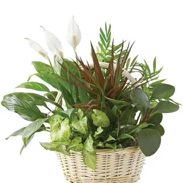Traditional Dish Garden