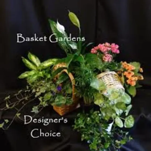 Designers Choice Basket and Dish Gardens